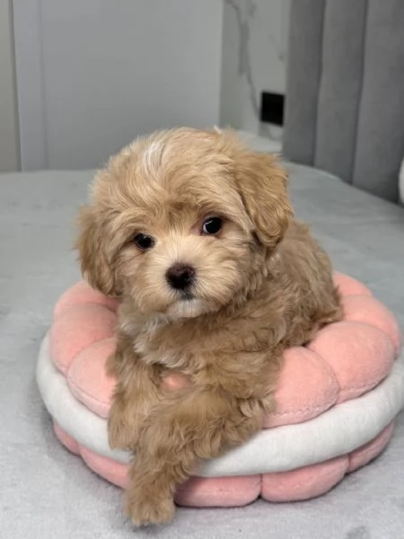 In vendita dolcissima cucciola di Maltipoo 11 settimane | Foto 0