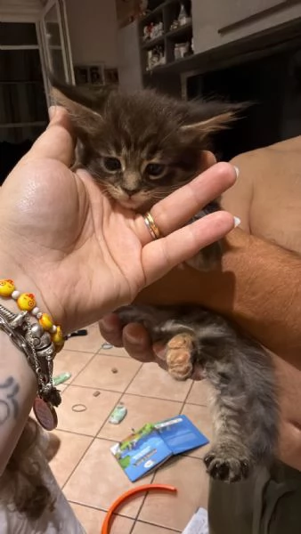 Cucciolo di Maine Coon  | Foto 0