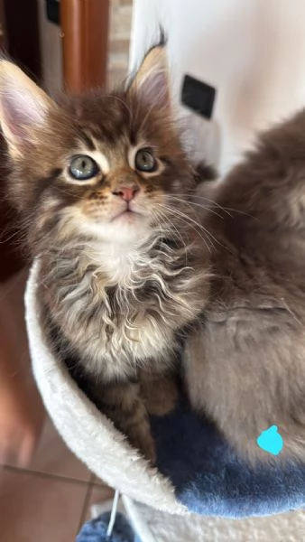 Cucciolo di Maine Coon 