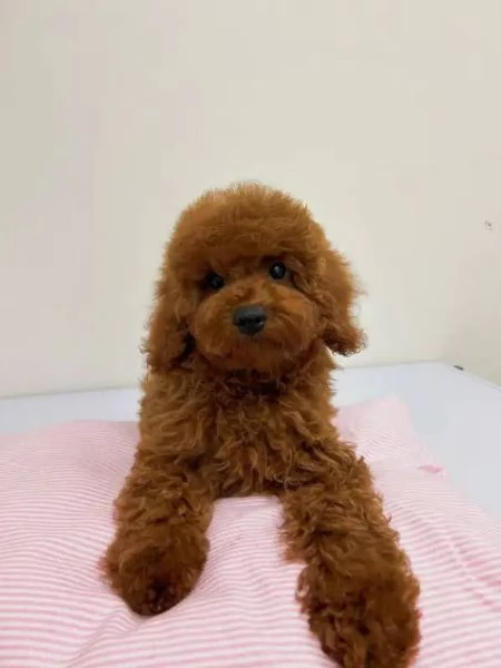 Cucciolate di barboncino toy