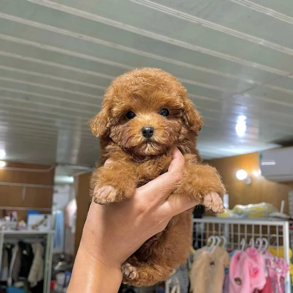 Disponibili cucciolate di barboncino toy | Foto 0