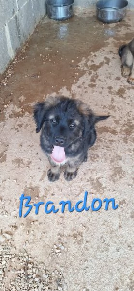 BRANDON  Co cuccioli tg grande in adozione
