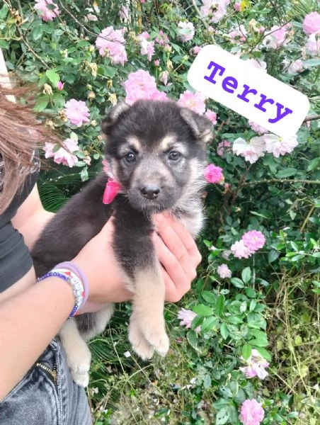 TERRY cucciola tg media in adozione
