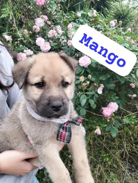 MANGO cucciolo di tg media in adozione