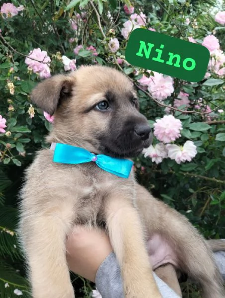 NINO cucciolo tg media in adozione