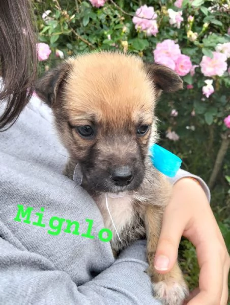 MIGNOLO cucciolo tg mediocontenuta in adozione