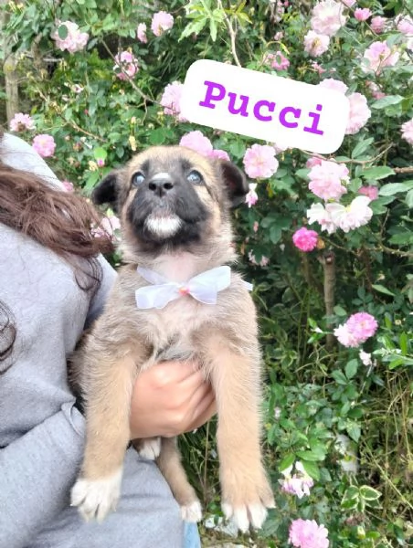 PUCCI cucciola tg media in adozione