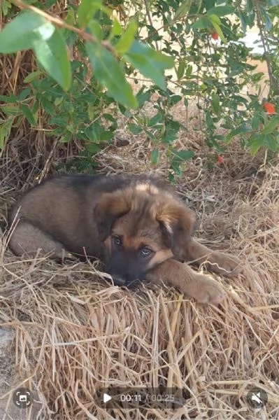 LOKI cuccioliigraveo tg grande da adottare | Foto 1