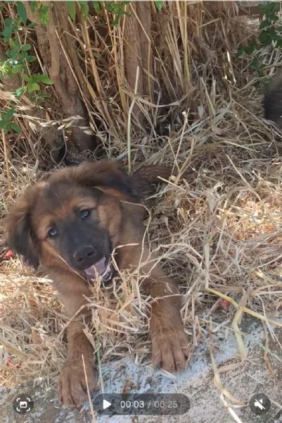ELVIS cucciolo tg grande da adottare