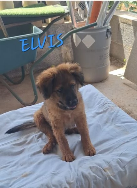 ELVIS cucciolo tg grande da adottare | Foto 0
