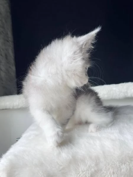 Cuccioli di Maine coon | Foto 0