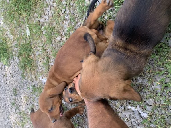 Cuccioli Bassotto delle Alpi Alpendische Dachsbracke 