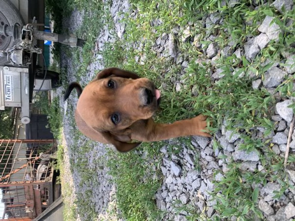 Cuccioli Bassotto delle Alpi Alpendische Dachsbracke  | Foto 4