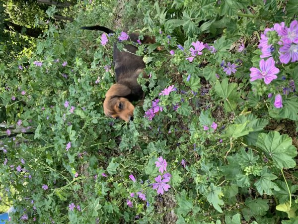 Cuccioli Bassotto delle Alpi Alpendische Dachsbracke  | Foto 3