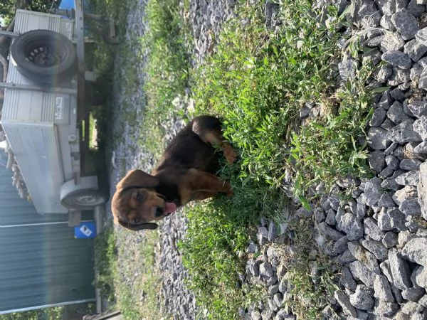 Cuccioli Bassotto delle Alpi Alpendische Dachsbracke  | Foto 2