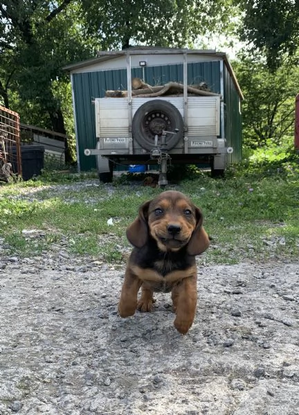 Cuccioli Bassotto delle Alpi Alpendische Dachsbracke  | Foto 1