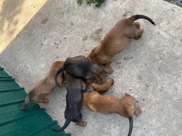 Cuccioli Bassotto delle Alpi Alpendische Dachsbracke  | Foto 0