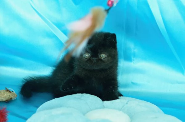 cuccioli di exotic shorthair