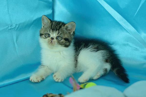 cuccioli di exotic shorthair | Foto 3