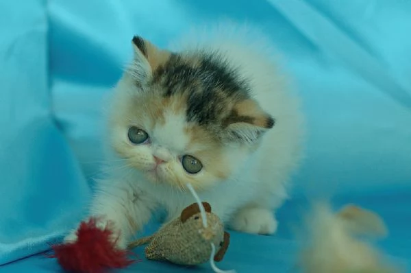 cuccioli di exotic shorthair | Foto 2