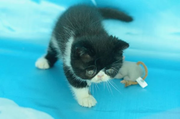 cuccioli di exotic shorthair | Foto 1