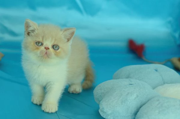 cuccioli di exotic shorthair | Foto 0