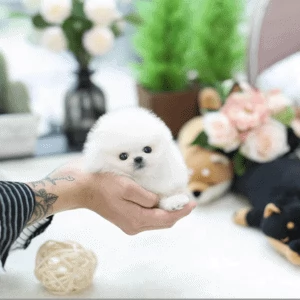 Splendidi cuccioli di Pomerania teacup