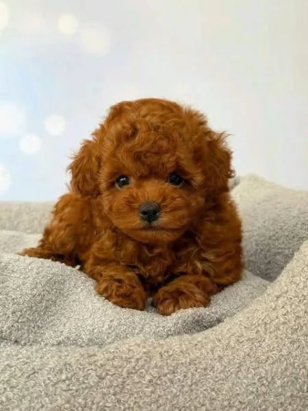 Cucciolate di barboncino toy | Foto 0