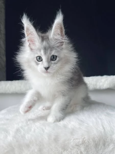 Cuccioli di Maine coon