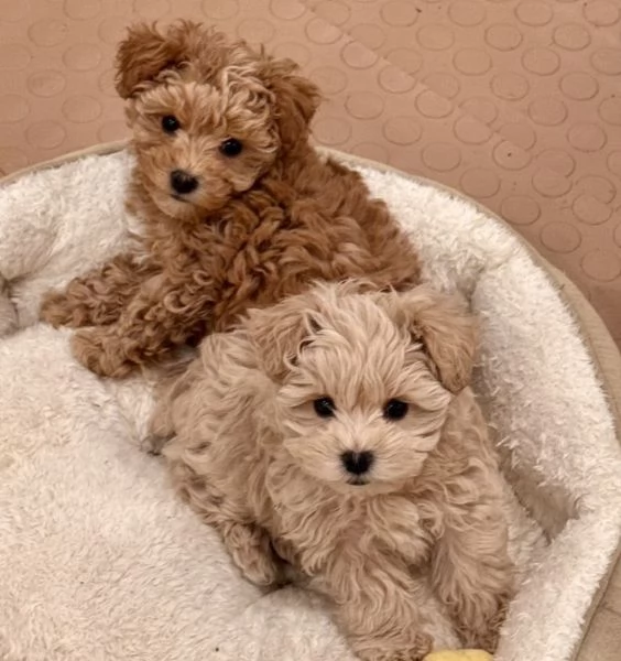 Disponibili I cuccioli di barboncino 