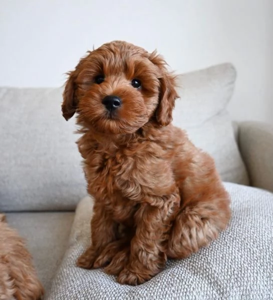 Adorabili cuccioli di barboncino toy | Foto 0