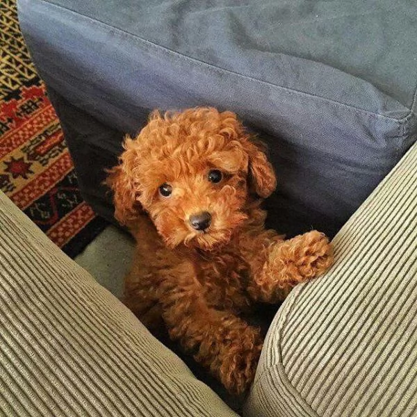 Adorabili cuccioli di barboncino toy | Foto 1