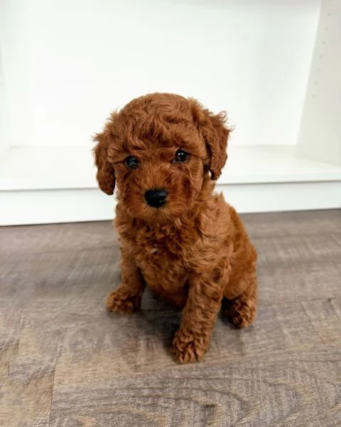 Adorabili cuccioli di barboncino toy