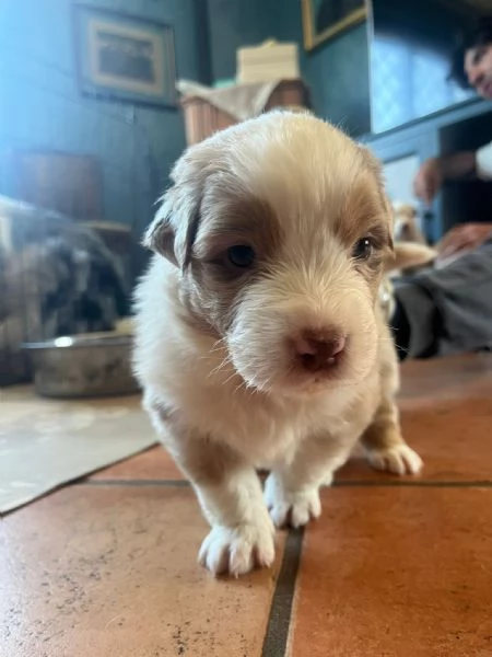 vendo cani pastori australiani