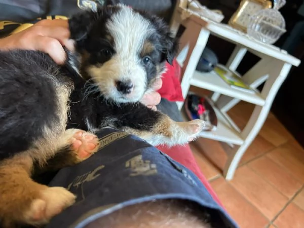vendo cani pastori australiani | Foto 2