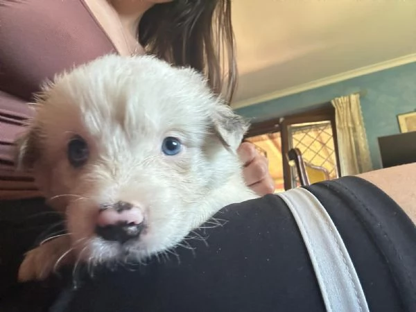 vendo cani pastori australiani | Foto 1