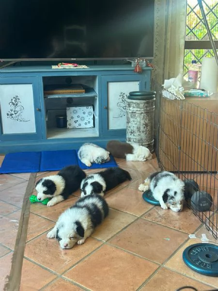 vendo cani pastori australiani | Foto 0