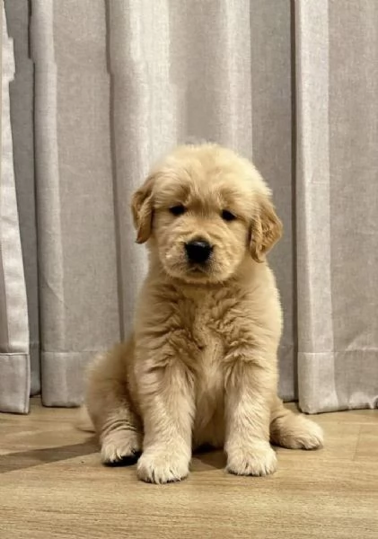 Cuccioli di Golden Retriever