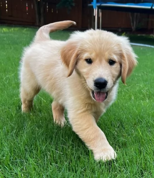 Cuccioli Golden Retriever