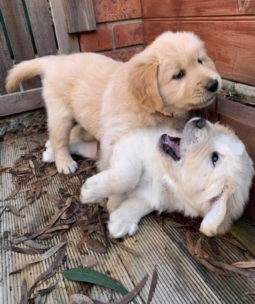Golden Retriever Cuccioli | Foto 0