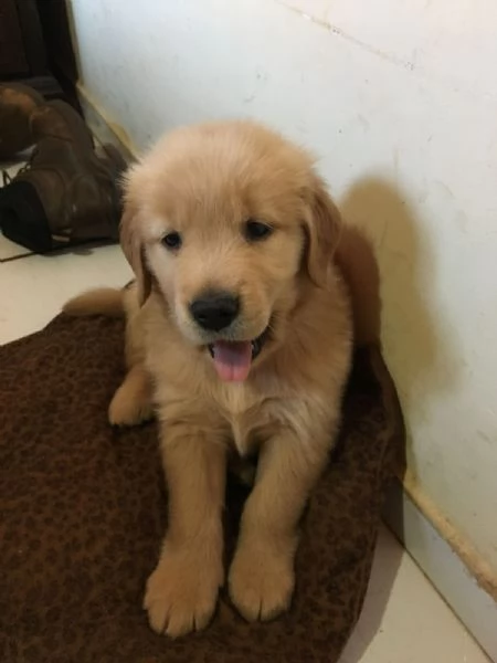 Cuccioli di Golden disponibili