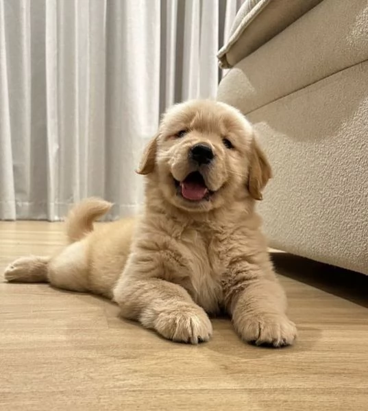 Splendidi golden Retriever angloamericani