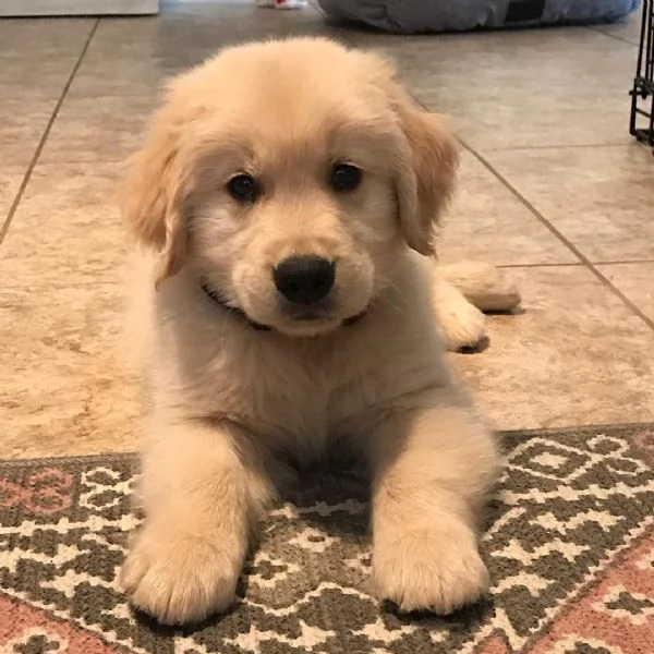 Cuccioli di Golden Retriever linea Inglese | Foto 0
