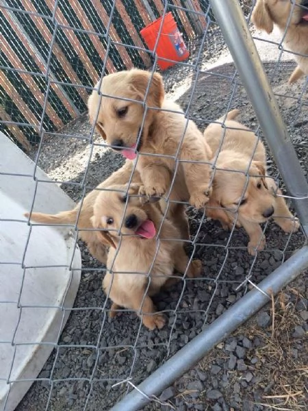 Splendidi cuccioli di Golden Retriever  | Foto 0