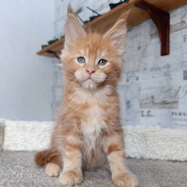 Maine Coon disponibili | Foto 0