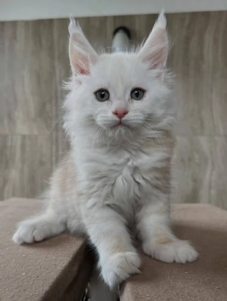 Gattini Maine CoonAmorevoli e Giocherelloni | Foto 0