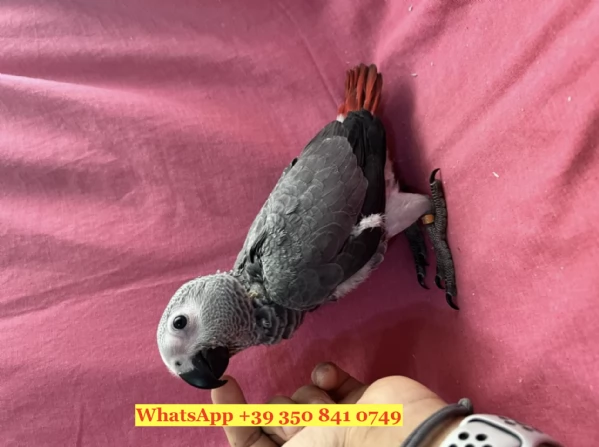 Regala un pappagallo cenerino africano | Foto 0