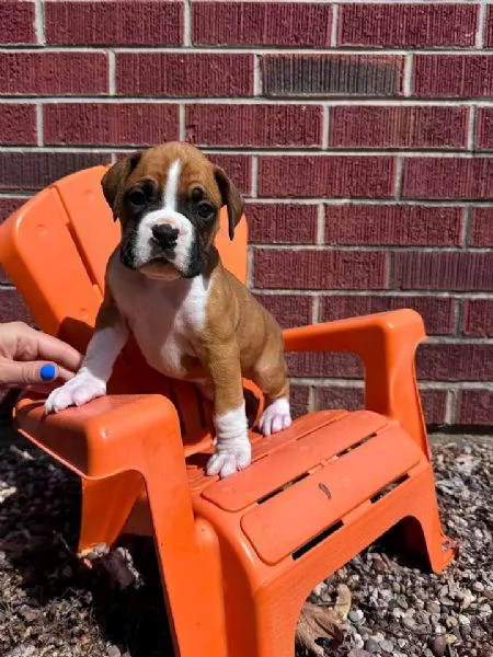 Cuccioli di boxer in cerca di una nuova famiglia