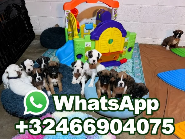 Cuccioli di boxer in cerca di una nuova famiglia | Foto 1