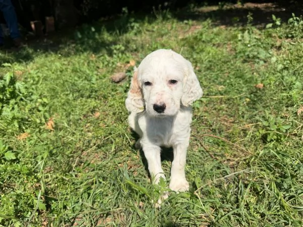 CUCCIOLI SETTER INGLESI CON PEDIGREE | Foto 2